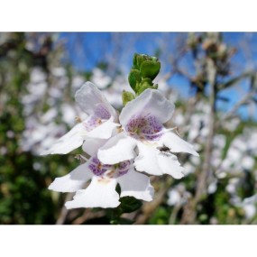 Essenza Singola Alpine Mint Bush 15 ml - Australian Bush