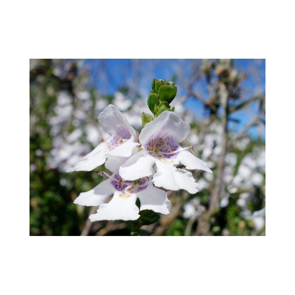 Alpine Mint Bush 15 ml - Australian Bush