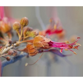 Essenza singola Bauhinia 15 ml - Australian Bush