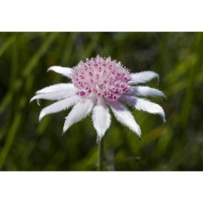 Essenza Singola Pink Flannel Flower 15 ml