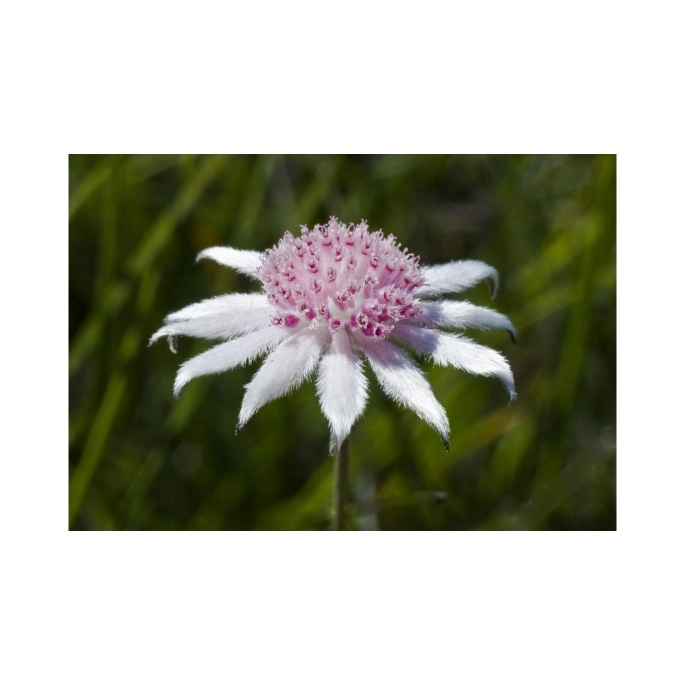 Essenza Singola Pink Flannel Flower 15 ml