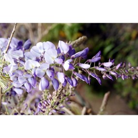 Essenza Singola Wisteria 15 ml - Australian Bush