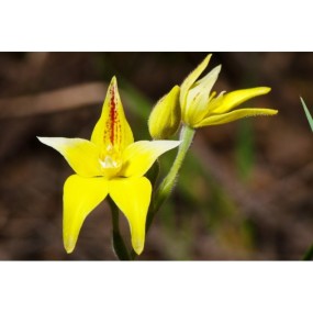 Essenza Singola Yellow Cowslip Orchid 15 ml - Australian Bush