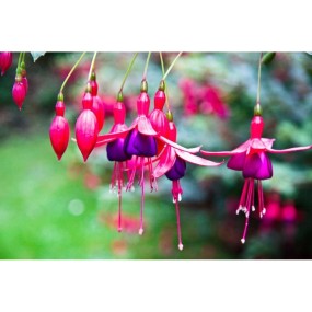 Essenza Singola Fuchsia 15 ml - Australian Bush