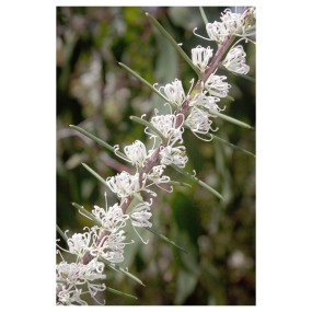 Essenza Singola Dagger Hakea 15 ml - Australian Bush