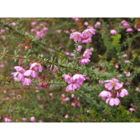 Essenza Singola Dog Rose 15 ml - Australian Bush