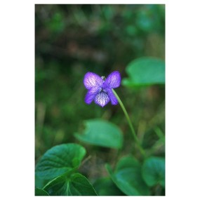 Essenza Singola Alaska Violet (Viola Langsdorfii) 7,4 ml - Essenze dell'Alaska