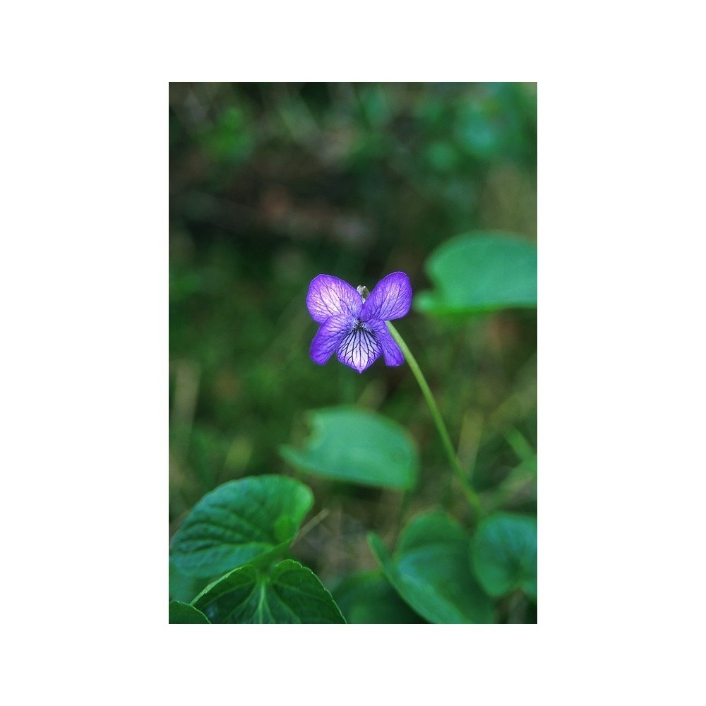 Essenza Singola Alaska Violet (Viola Langsdorfii) 7,4 ml - Essenze dell'Alaska