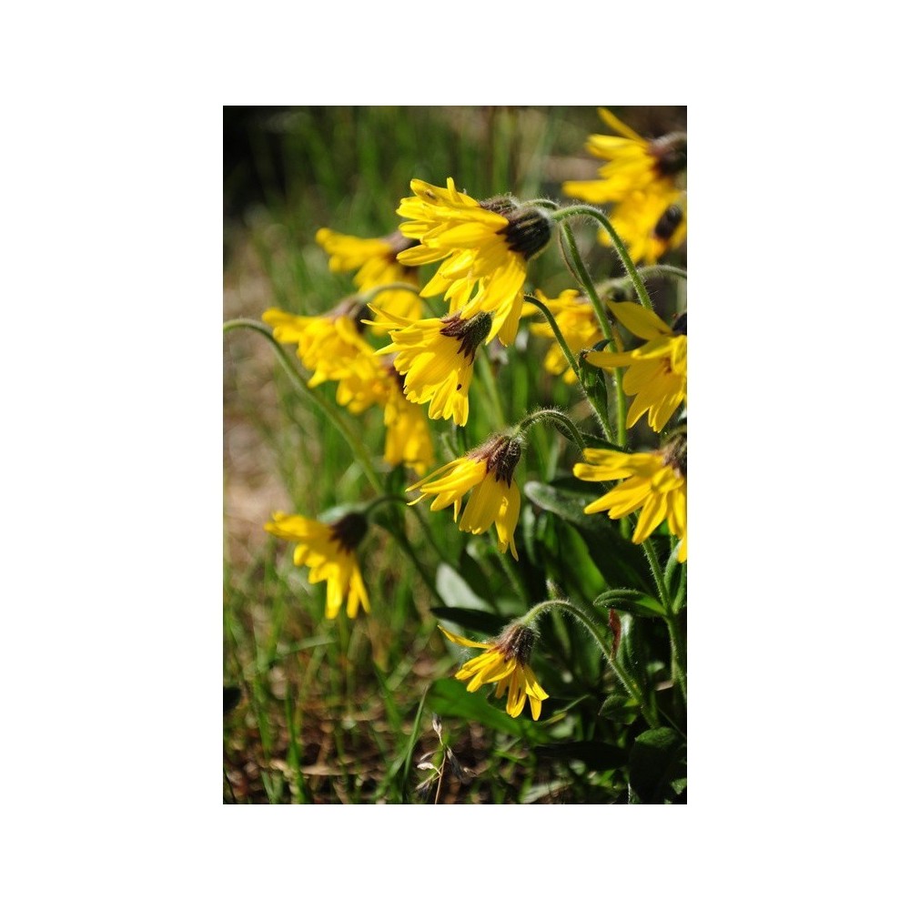 Essenza Singola Alpine Arnica (Arnica Alpina) 7,4 ml