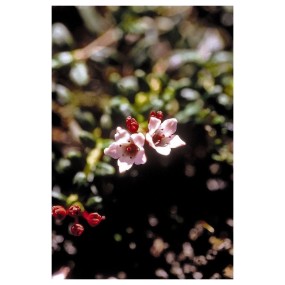 Essenza Singola Alpine Azalea (Loiseleuria Procumbens) 7,4ml