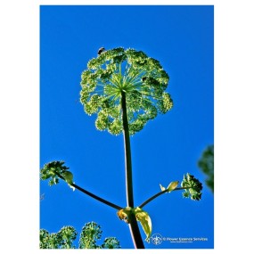 Essenza Singola Angelica (Angelica Archangelica) Caiforniana 7,4 ml Fes