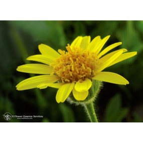 Essenza Singola Arnica (Arnica Mollis) Californiana 7,4 ml Fes