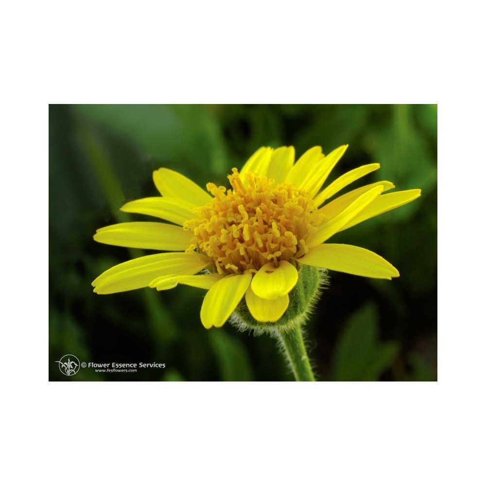 Essenza Singola Arnica (Arnica Mollis) Californiana 7,4 ml Fes