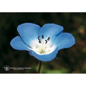 Essenza Singola Baby Blue Eyes (Nemophila Menziesii) 7,4ml Californiana Fes