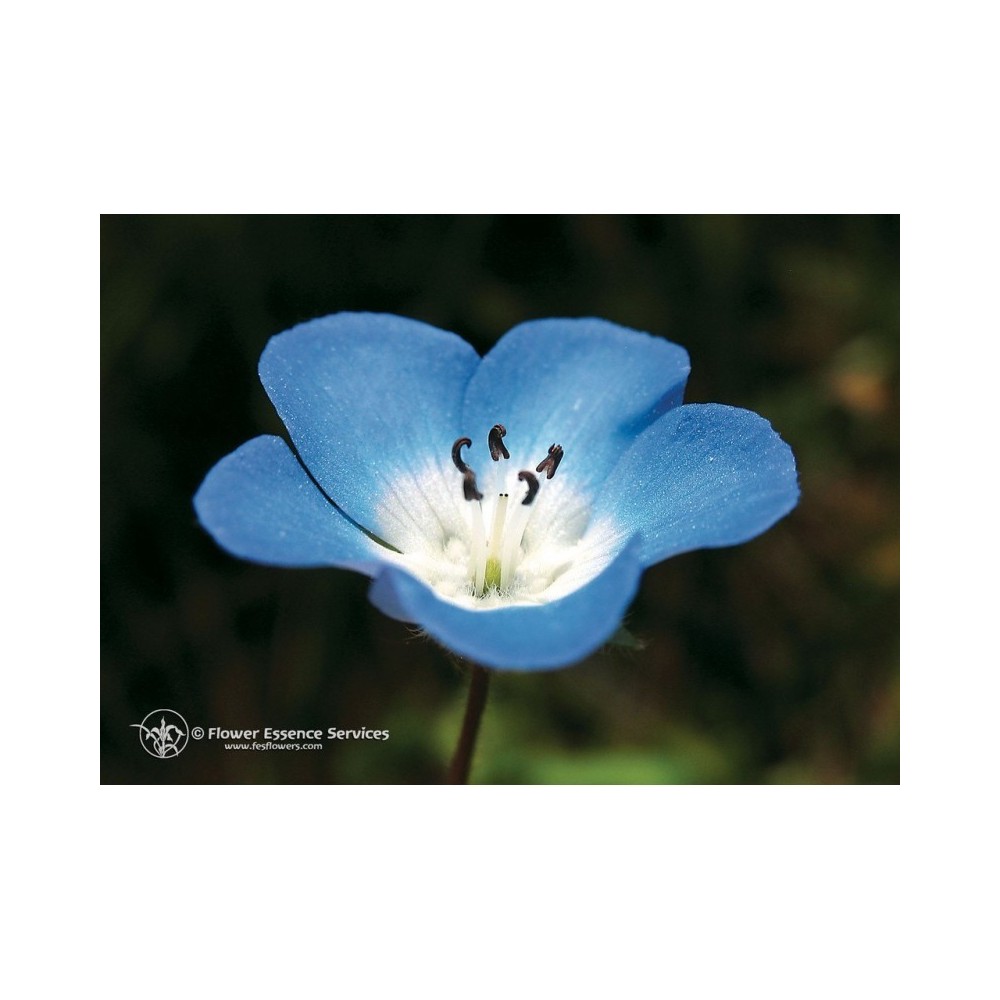 Essenza Singola Baby Blue Eyes (Nemophila Menziesii) 7,4ml Californiana Fes