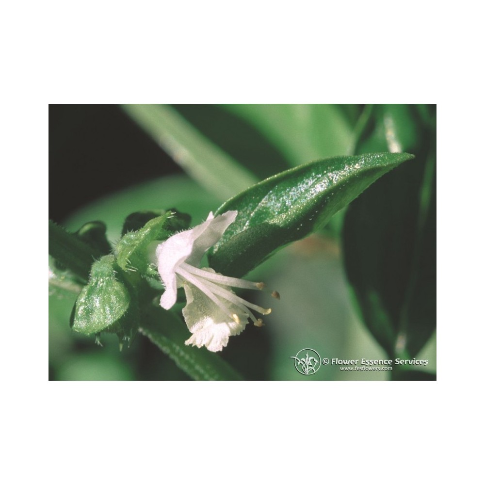 Essenza Singola Basil (Ocimum Basilicum) 7,4 ml Californiana Fes