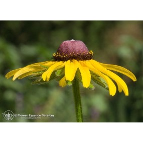 Essenza Singola Black-Eyed Susan (Rudbeckia Hirta) 7,4ml