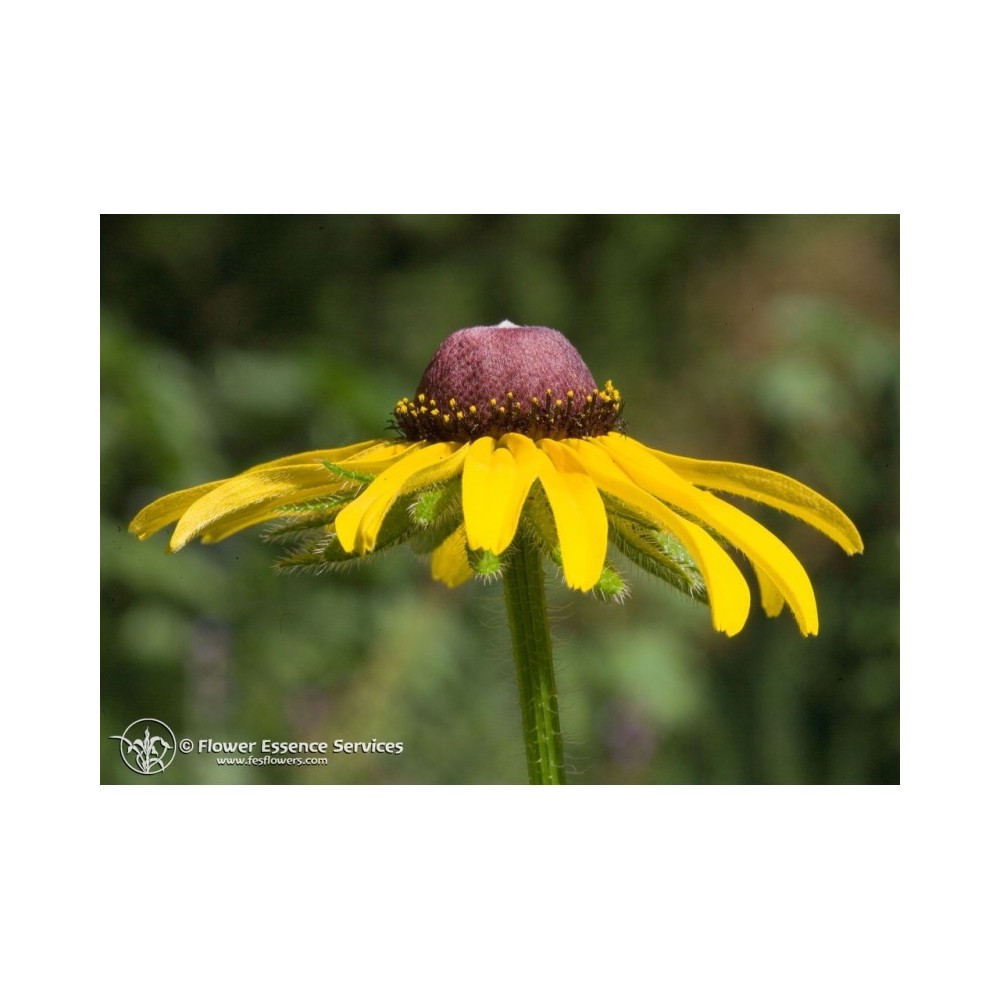 Essenza Singola Black-Eyed Susan (Rudbeckia Hirta) 7,4ml