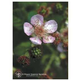 Essenza Singola Blackberry (Rubus Ursinus) 7,4 ml