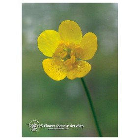 Essenza Singola Californiana Buttercup (Ranunculus Occidentalis) 7,4 ml Fes