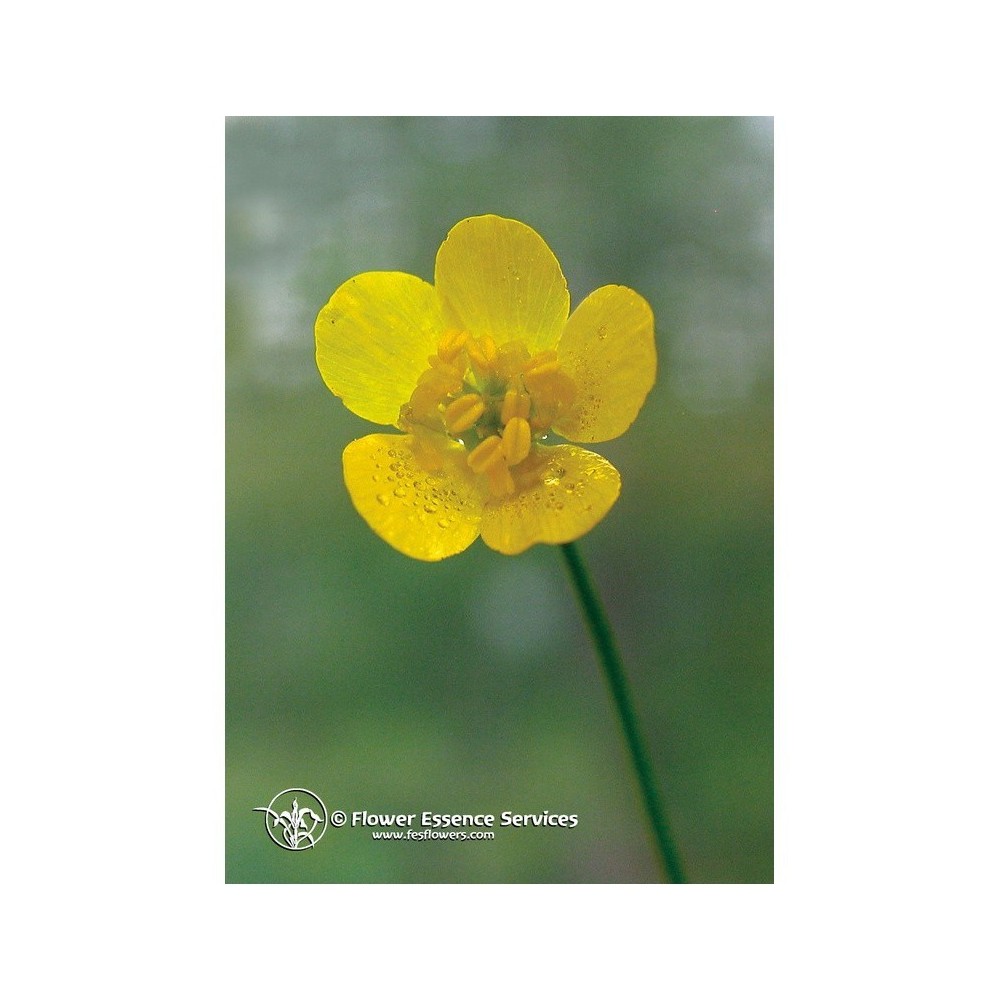 Essenza Singola Californiana Buttercup (Ranunculus Occidentalis) 7,4 ml Fes