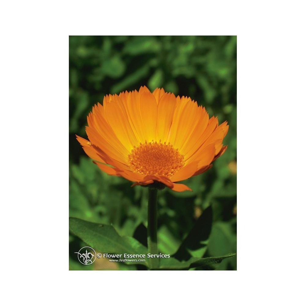 Essenza Singola Californiana Calendula (Calendula Officinalis) 7,4ml Fes