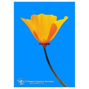 Essenza Singola California Poppy (Eschscholzia Californica) 7,4 ml Fes