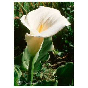 Essenza Singola Californiana Calla Lily (Zantedeschia Aethiopica) 7,4ml Fes