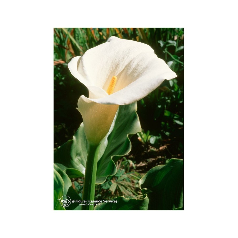 Essenza Singola Californiana Calla Lily (Zantedeschia Aethiopica) 7,4ml Fes